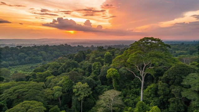 Aerial view of lush green forest with sunset in Kribi, Cameroon, west Africa.
