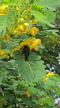 A large black carpenter bee hovers and flies around vibrant yellow blossoms on a green leafy branch, collecting nectar against a soft-focused paved background.