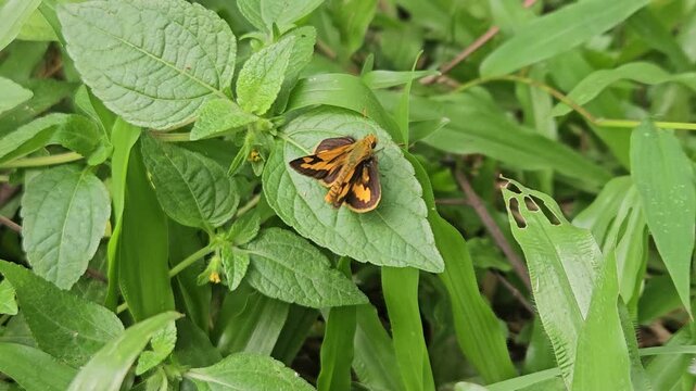 A close-up shot of a small skipper butterfly with vibrant orange and dark brown wings resting calmly on a textured green leaf surrounded by dense wild grass.
