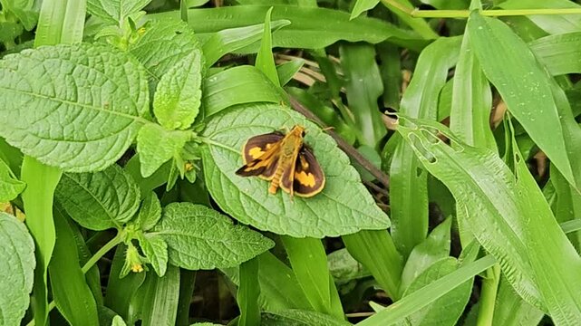 A close-up shot of a small skipper butterfly with vibrant orange and dark brown wings resting calmly on a textured green leaf surrounded by dense wild grass.