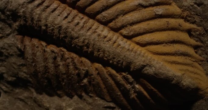 Ancient fossil texture, abstract natural stone background