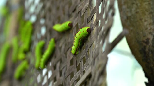 Close-up of silkworm larvae at a sericulture plantation