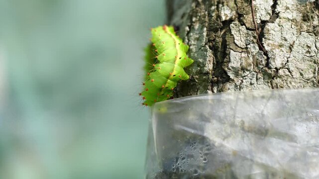 Close-up of silkworm larvae crawling at a sericulture plantation