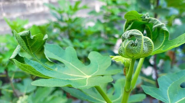 Environmental concept showing young fig leaves damaged by extreme heat. Sunburned foliage appears dry, curled, and rolled up, illustrating heat wave stress, drought impact, and climate change effects.