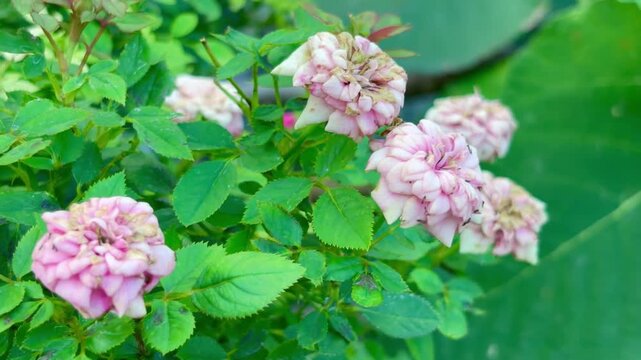 Close-up of numerous small ants crawling across a pink Fairy Rose blossom, revealing intricate insect activity, natural interactions, and delicate floral details in a garden setting.