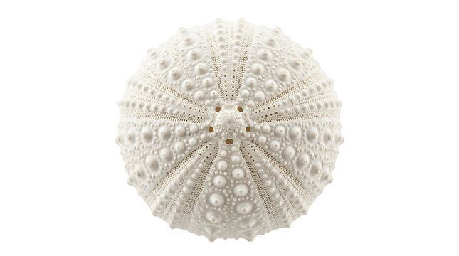 A single white sea urchin skeleton or test with intricate radial patterns and small bumps isolated on a clean white background surface