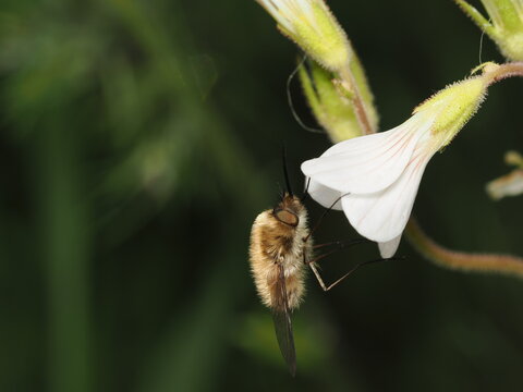 Una mosca abejorro (familia Bombyliidae) liba el n&eacute;ctar de una flor blanca. Destaca su cuerpo cubierto de un denso pelaje casta&ntilde;o, largas patas y su caracter&iacute;stica prob&oacute;scide alargada y r&iacute;gida.