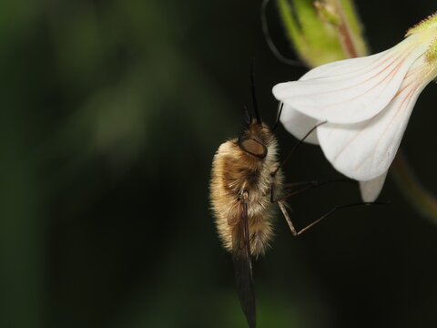 Una mosca abejorro (familia Bombyliidae) liba el n&eacute;ctar de una flor blanca. Destaca su cuerpo cubierto de un denso pelaje casta&ntilde;o, largas patas y su caracter&iacute;stica prob&oacute;scide alargada y r&iacute;gida.