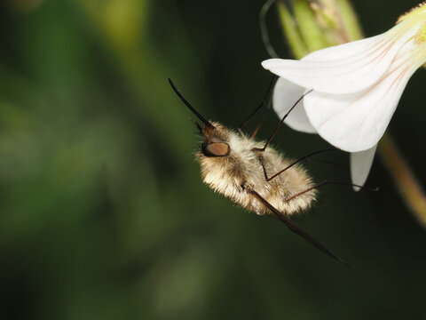 Una mosca abejorro (familia Bombyliidae) liba el n&eacute;ctar de una flor blanca. Destaca su cuerpo cubierto de un denso pelaje casta&ntilde;o, largas patas y su caracter&iacute;stica prob&oacute;scide alargada y r&iacute;gida.
