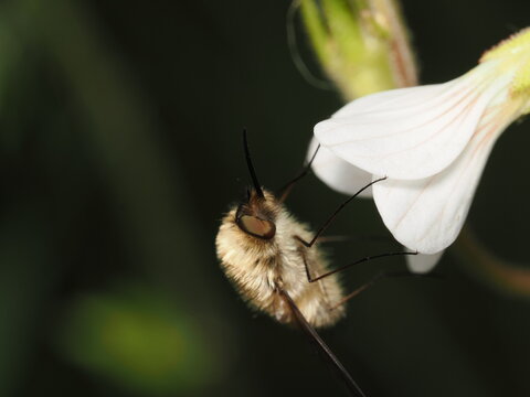 Una mosca abejorro (familia Bombyliidae) liba el n&eacute;ctar de una flor blanca. Destaca su cuerpo cubierto de un denso pelaje casta&ntilde;o, largas patas y su caracter&iacute;stica prob&oacute;scide alargada y r&iacute;gida.