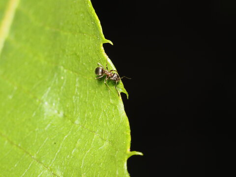 Una peque&ntilde;a hormiga obrera (familia Formicidae) se desplaza sobre la superficie de una hoja verde y ancha, mostrando su cuerpo de tonos oscuros y brillantes bajo la iluminaci&oacute;n natural.