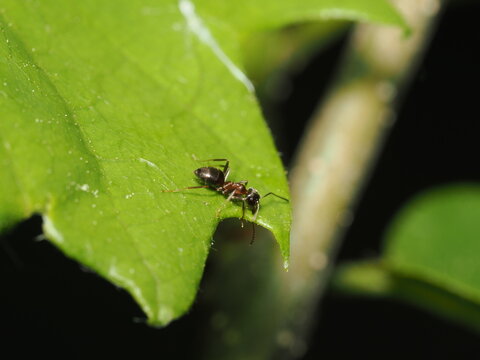Una peque&ntilde;a hormiga obrera (familia Formicidae) se desplaza sobre la superficie de una hoja verde y ancha, mostrando su cuerpo de tonos oscuros y brillantes bajo la iluminaci&oacute;n natural.