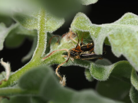 Una pareja de escarabajos soldado (familia Cantharidae) en pleno apareamiento, resguardados bajo la vellosidad de unas hojas verdes de textura pubescente.