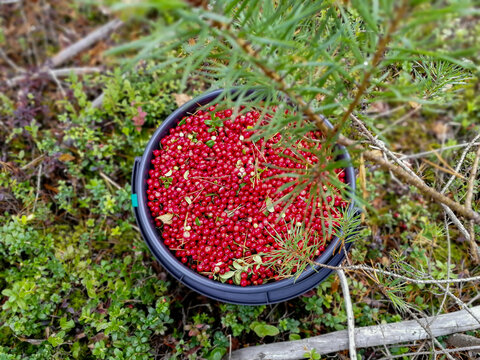 Bucket filled with freshly picked lingonberries in a forest setting, showcasing wild berry harvesting, seasonal gathering, and natural food resources