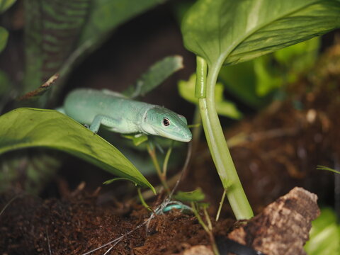 lagarto de quilla verde (Gastropholis prasina) se desplaza entre la vegetaci&oacute;n de su terrario, apoyando el cuerpo sobre una gran hoja verde mientras observa atentamente su entorno bioactivo.