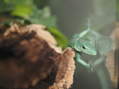 Un lagarto de quilla verde (Gastropholis prasina) apoyado contra el cristal de su terrario, creando un reflejo casi sim&eacute;trico de su perfil. Destaca su esbelta silueta, su intensa coloraci&oacute;n verde esme