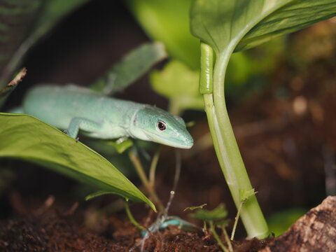 lagarto de quilla verde (Gastropholis prasina) se desplaza entre la vegetaci&oacute;n de su terrario, apoyando el cuerpo sobre una gran hoja verde mientras observa atentamente su entorno bioactivo.