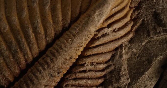 Detailed macro shot of prehistoric fossil pattern
