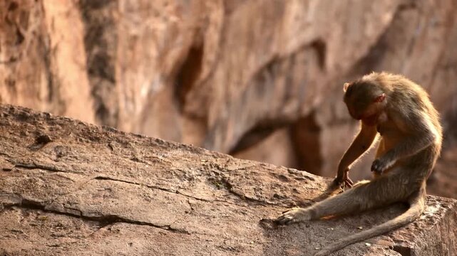 A wild Bonnet Macaque monkey sits on sun-drenched ancient Badami rock formations in Karnataka, India, showcasing natural wildlife behavior.
