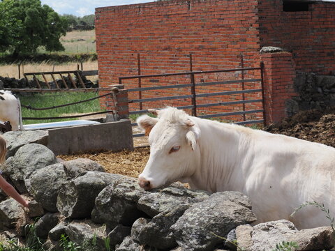 Una vaca de pelaje blanquecino o charol&eacute;s asoma la cabeza tras un murete de piedra seca en un entorno rural o ganadero.