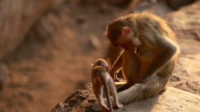 A heartwarming video captures a mother Bonnet Macaque grooming her playful baby amidst the historic rocky landscape of Badami, Karnataka, India.