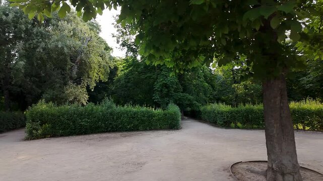 Large trees and passageways between trimmed hedges in the Retiro, Madrid