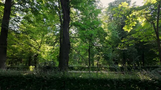 Exuberant vegetation and freshness in summer in the huge Retiro Park, Madrid