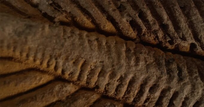 Detailed macro shot of prehistoric fossil pattern
