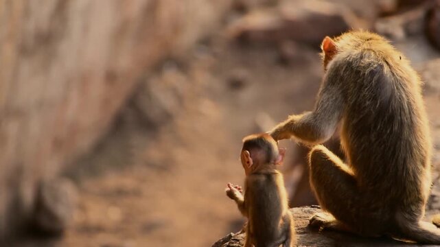 A tender moment between a mother bonnet macaque and her baby in the rocky terrain of Badami, Karnataka, India, showcasing wildlife.