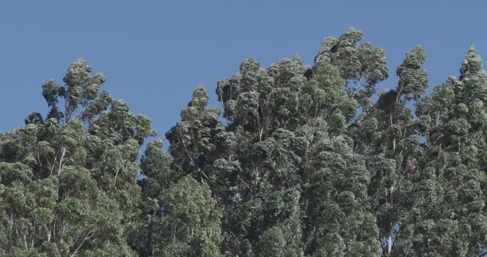 Bosque sur luna
