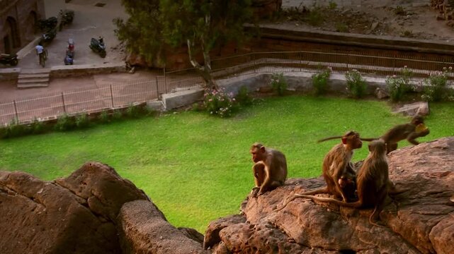 A playful group of Bonnet Macaque monkeys climbs and rests on ancient rock formations, overlooking a lush temple garden in Badami, Karnataka, India.