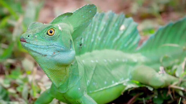 Close-up of a vibrant green basilisk lizard with a distinctive crest in its natural habitat