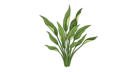Fototapeta premium Beautiful lush houseplant with large green pointed leaves in hand drawn engraving style on white background.
