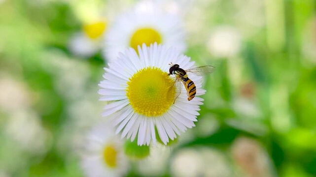한국,곤충,꼬마꽃등에,꽃등에,Korea,Insect,Toxomerus marginatus,
Hoverfly