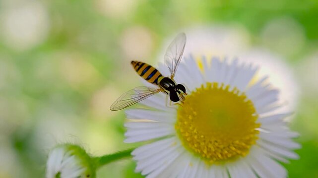 한국,곤충,꼬마꽃등에,꽃등에,Korea,Insect,Toxomerus marginatus,
Hoverfly