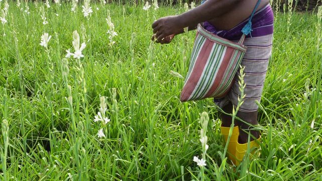 Tuberose flowers harvested in fragrant bloom