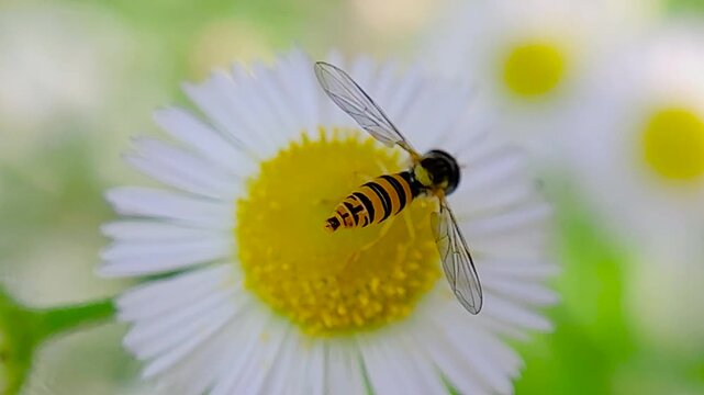 곤충,꼬마꽃등에,꽃등에,Insect,Toxomerus marginatus,
Hoverfly
