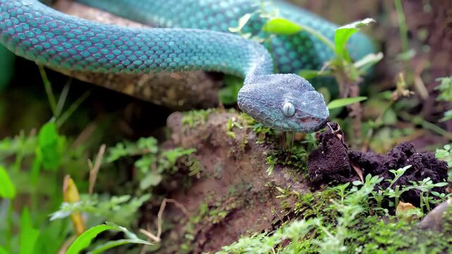 Close-up of a vibrant blue viper snake coiled on a mossy branch in lush green foliage