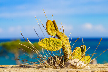 Cactus stands on a stone ledge by the sea under a clear blue sky during the day © Voyagerix