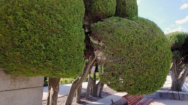 Trees classified as unique from many years old in the Retiro, Madrid.