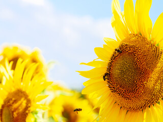 Blooming sunflower with honey bee © Voyagerix