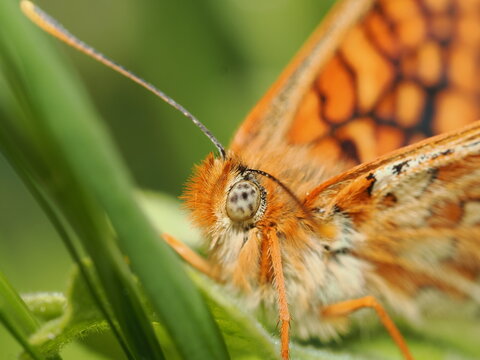 Primer plano de una mariposa doncella (familia Nymphalidae). Destaca la espectacular pilosidad anaranjada de su cabeza, el detalle de su ojo compuesto moteado y el patr&oacute;n ajedrezado de sus alas.