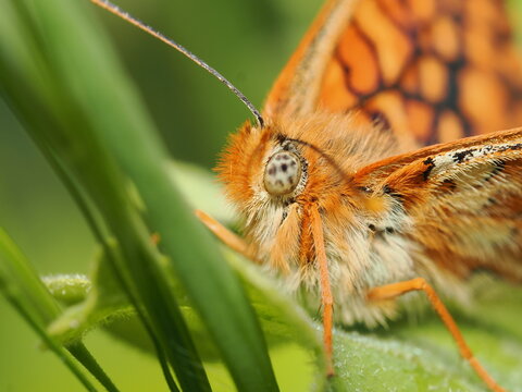 Primer plano de una mariposa doncella (familia Nymphalidae). Destaca la espectacular pilosidad anaranjada de su cabeza, el detalle de su ojo compuesto moteado y el patr&oacute;n ajedrezado de sus alas.