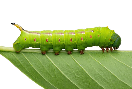 Vibrant Green Caterpillar Resting on a Leaf Surface