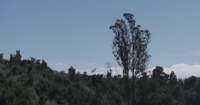 Bosque sur luna