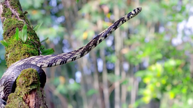 Serpentine movement: A snake gracefully navigates a moss-covered tree branch in nature