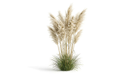 Fototapeta premium Pampas Grass PNG