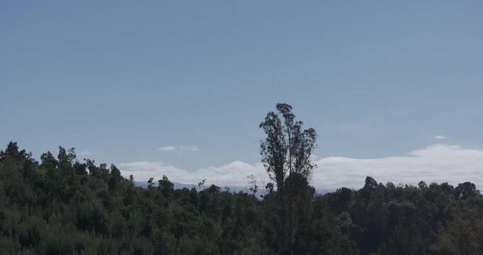 Bosque sur luna