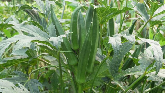 Okra pods growing fresh in garden harvest