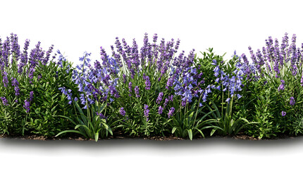 Obraz premium Purple Lavender Flowers Border PNG